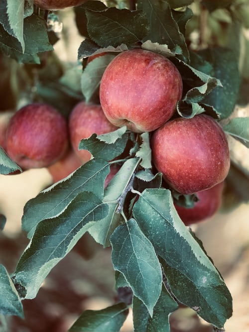 Apfelwein selber machen