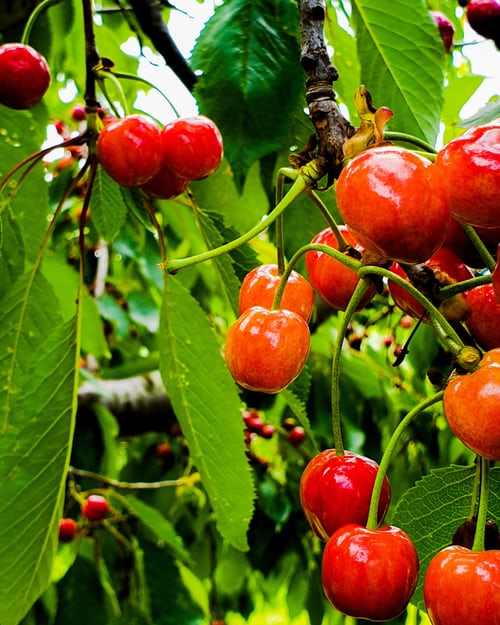 Kirschwein selber machen 🍒 | Wein selber machen für Zuhause