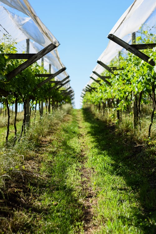 Weinanbau im Garten