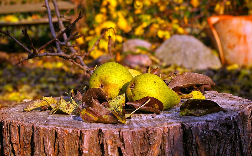 Birnenwein selber herstellen