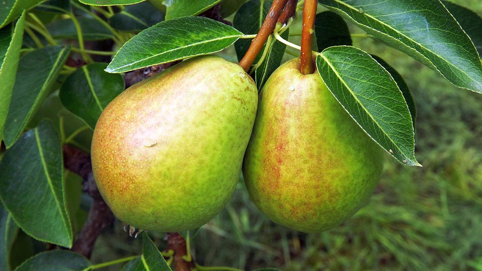 Birnenwein selber machen