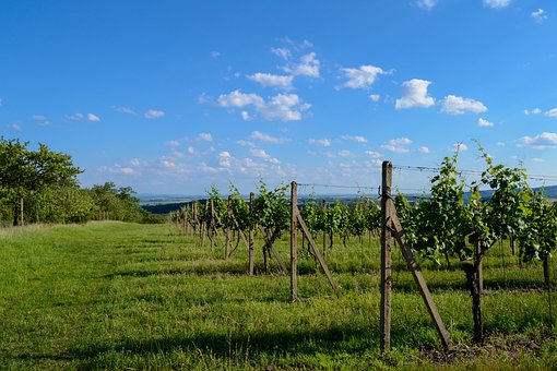 Biodynamische Weine