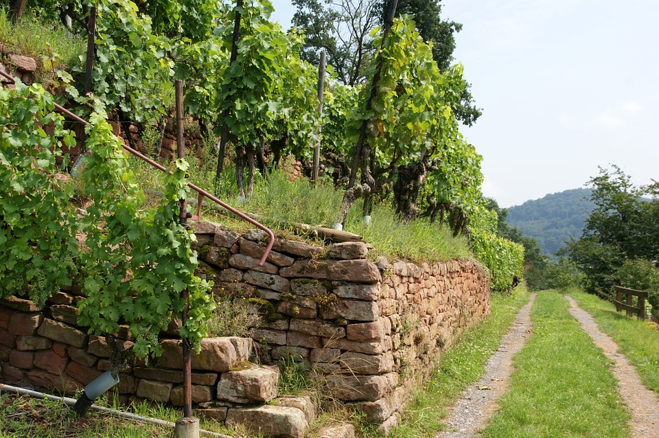 Biodynamischer Weinbau