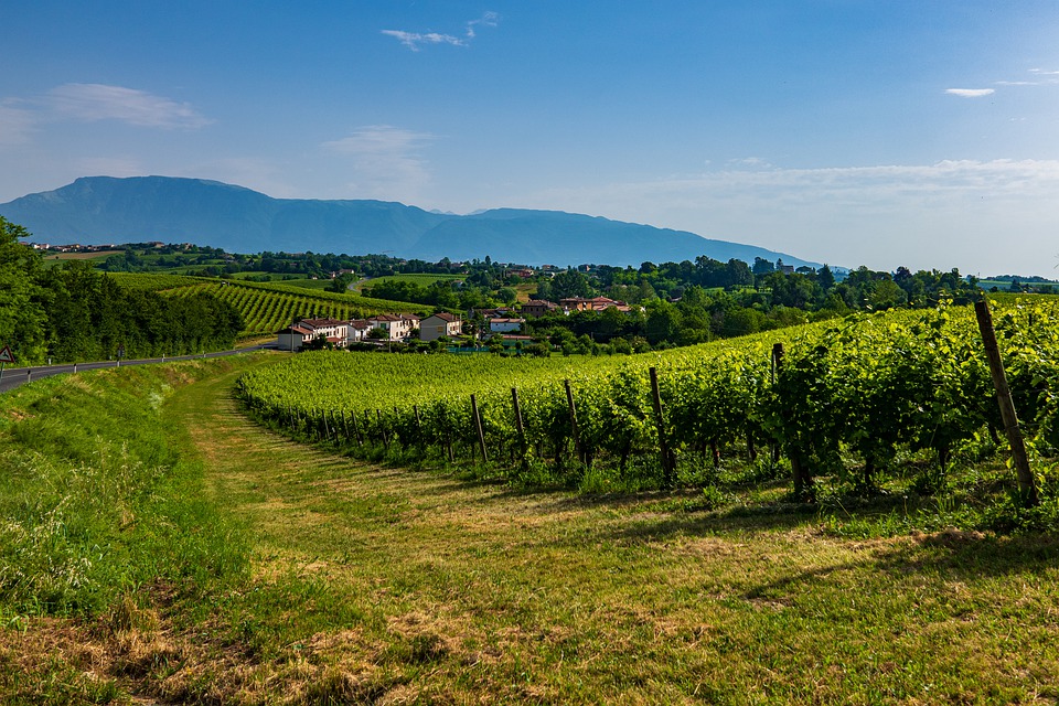 Italienischer Weißwein